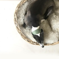 Load image into Gallery viewer, Genuine Sheepskin Rug