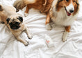 Load image into Gallery viewer, clean dogs on bed with white linen and shampoo bottle