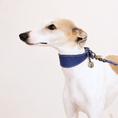 Load image into Gallery viewer, Indigo Lurcher Leather Dog Collar