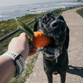 Load image into Gallery viewer, Dog taking the Zugo Crisp Carrot toy from a hand by the sea