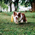 Load image into Gallery viewer, Dog running with the yellow Zugo Loop Ring on the grass