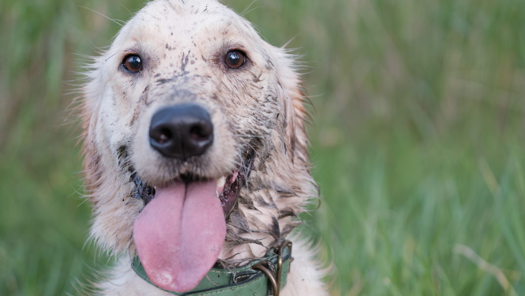 George's Itchy Skin Journey: The Gut Health Routine That Finally Helped