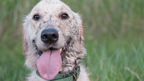 George's Itchy Skin Journey: The Gut Health Routine That Finally Helped