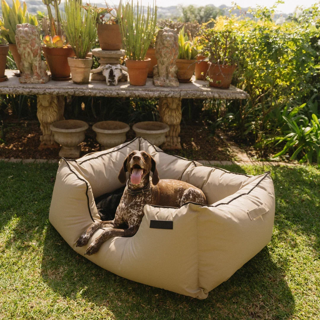 Why Your Dog’s Bed Is More Important Than You Think