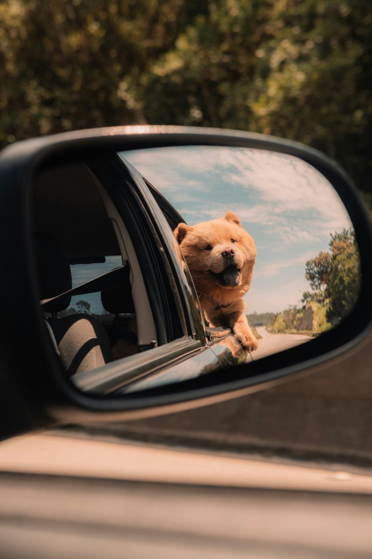 Traveling With Your Dog: What to Consider Before You Hit the Road