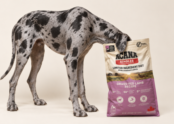Dog Food