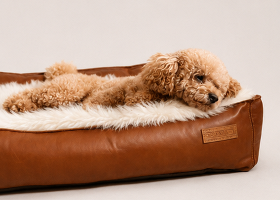 Dog Beds & Blankets