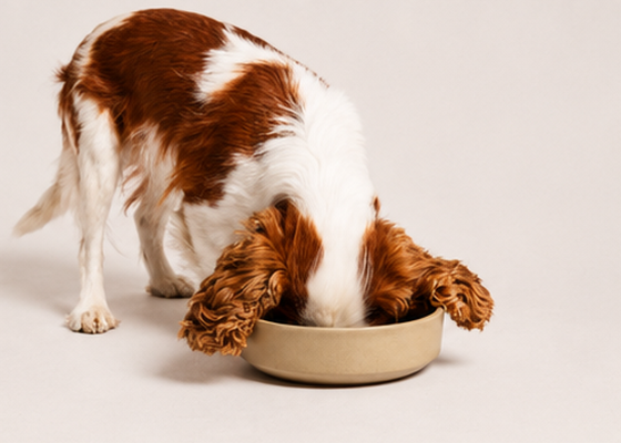 Dog Bowls & Feeders
