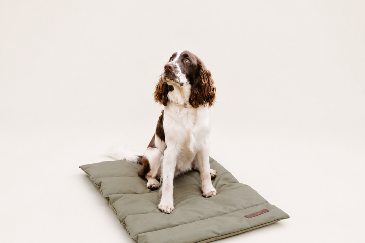 Dog Travel Essentials