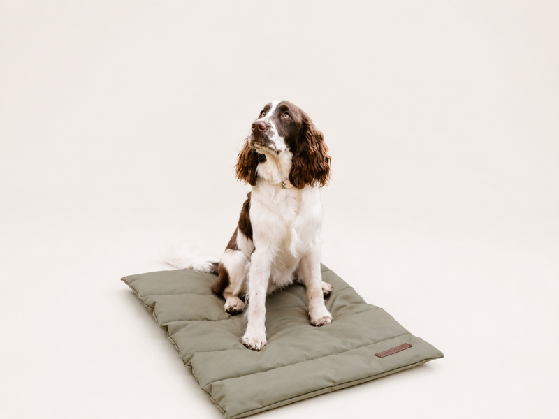 Dog Travel Essentials