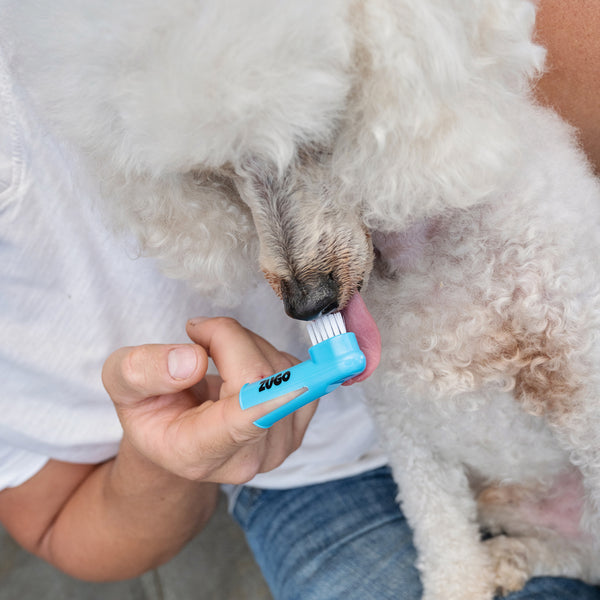 Gut Health