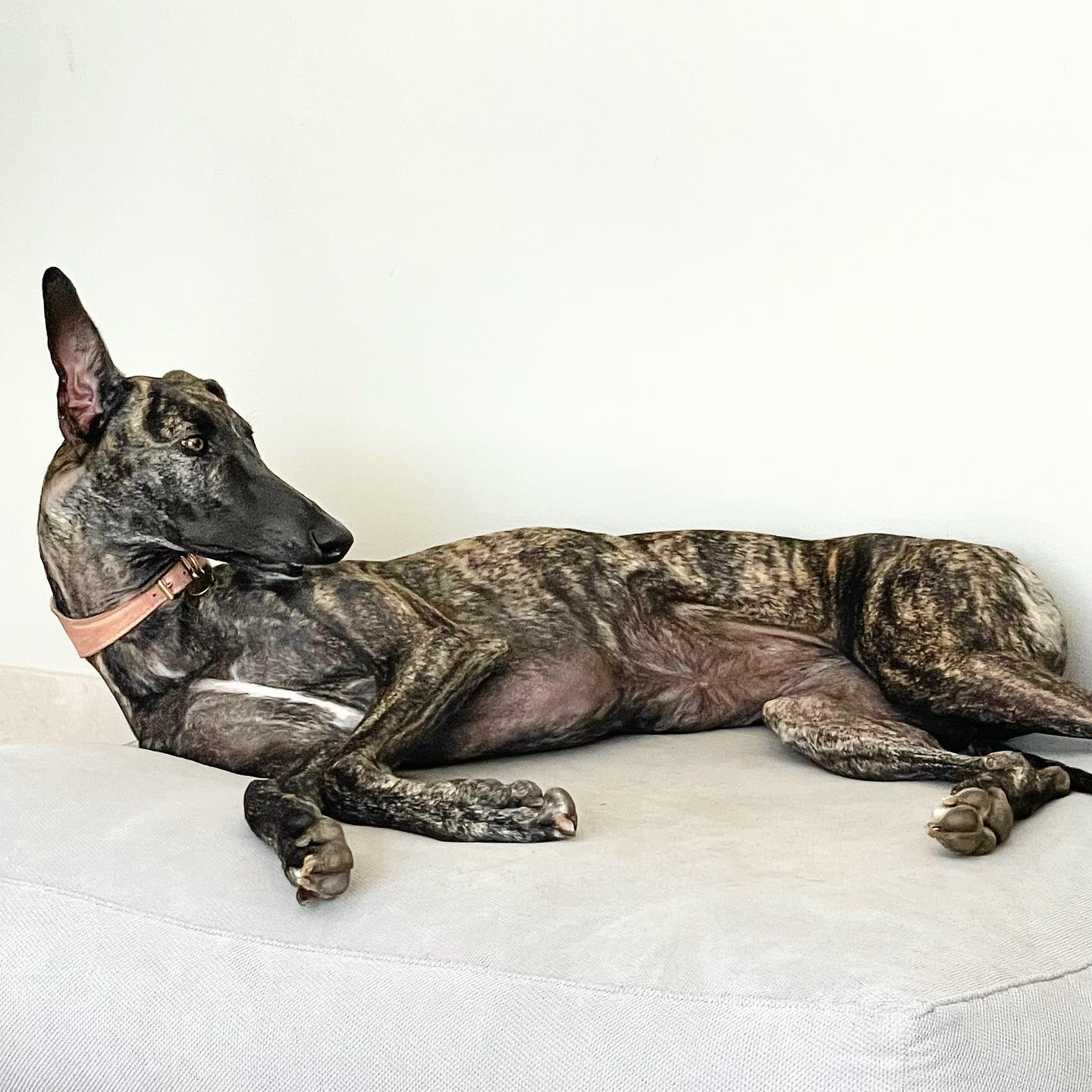 Rose Pink Leather Dog Collar