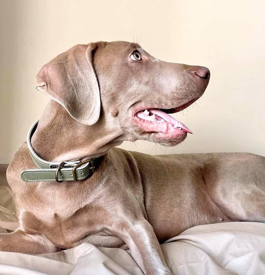 Sage Green Leather Dog Collar