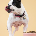 Load image into Gallery viewer, Aiko Adult Dry Dog Food | Small Breeds
