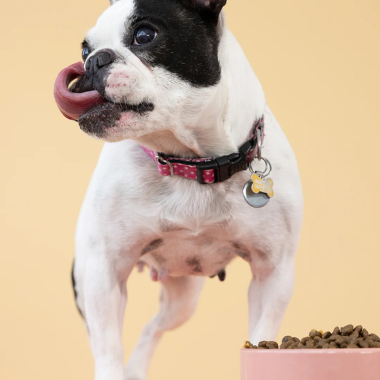 Aiko Adult Dry Dog Food | Small Breeds