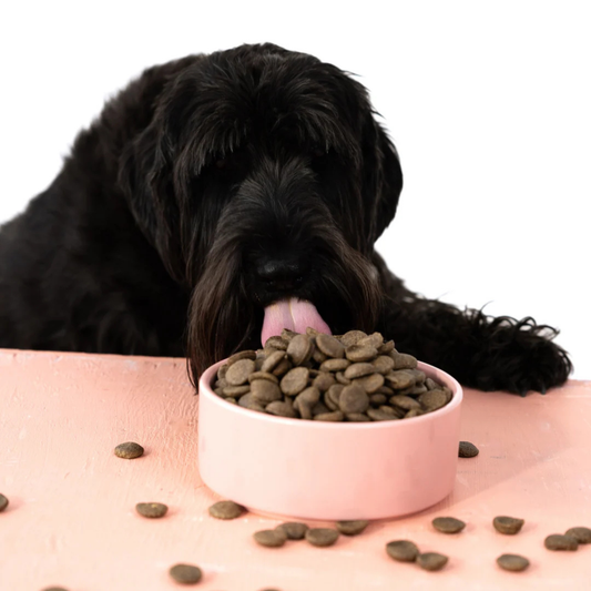 Aiko Adult Dry Dog Food | Medium/Large Breeds