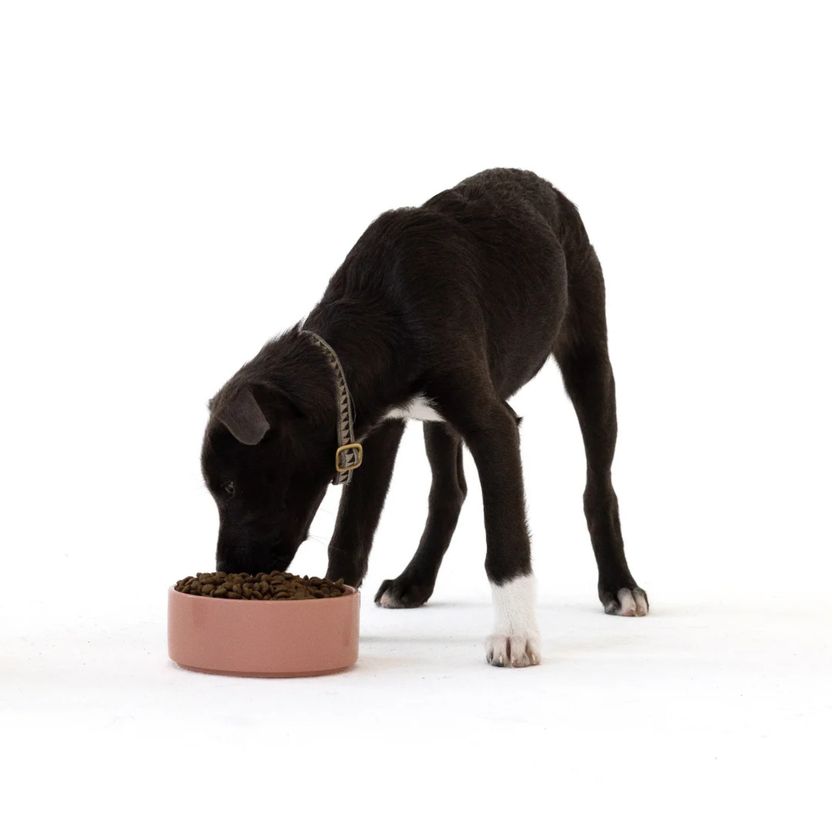 Aiko Dry Dog Food | Puppy