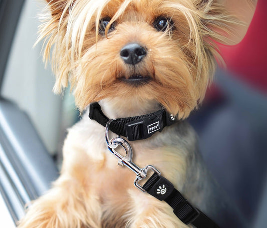 Small dog with a black collar and leash sitting in a car.