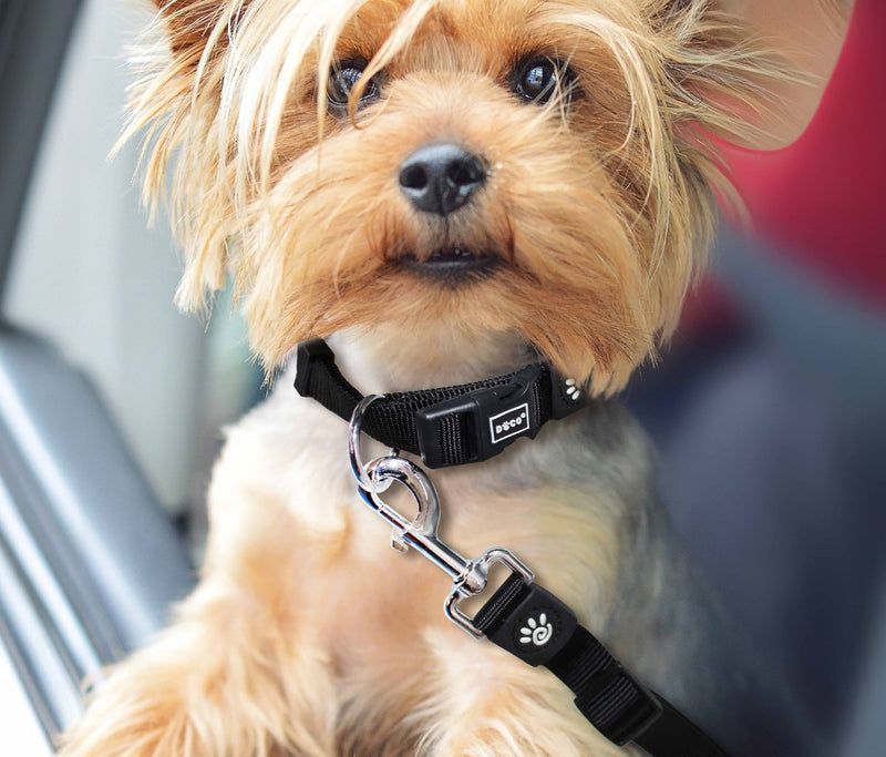 Small dog with a black collar and leash sitting in a car.