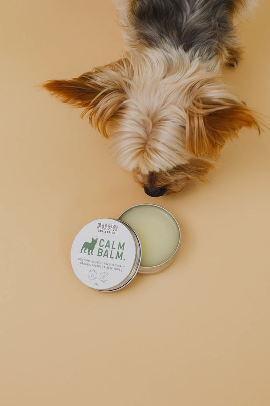 dog sniffing balm on orange background 