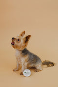 Load image into Gallery viewer, yorkie dog with balm on orange background
