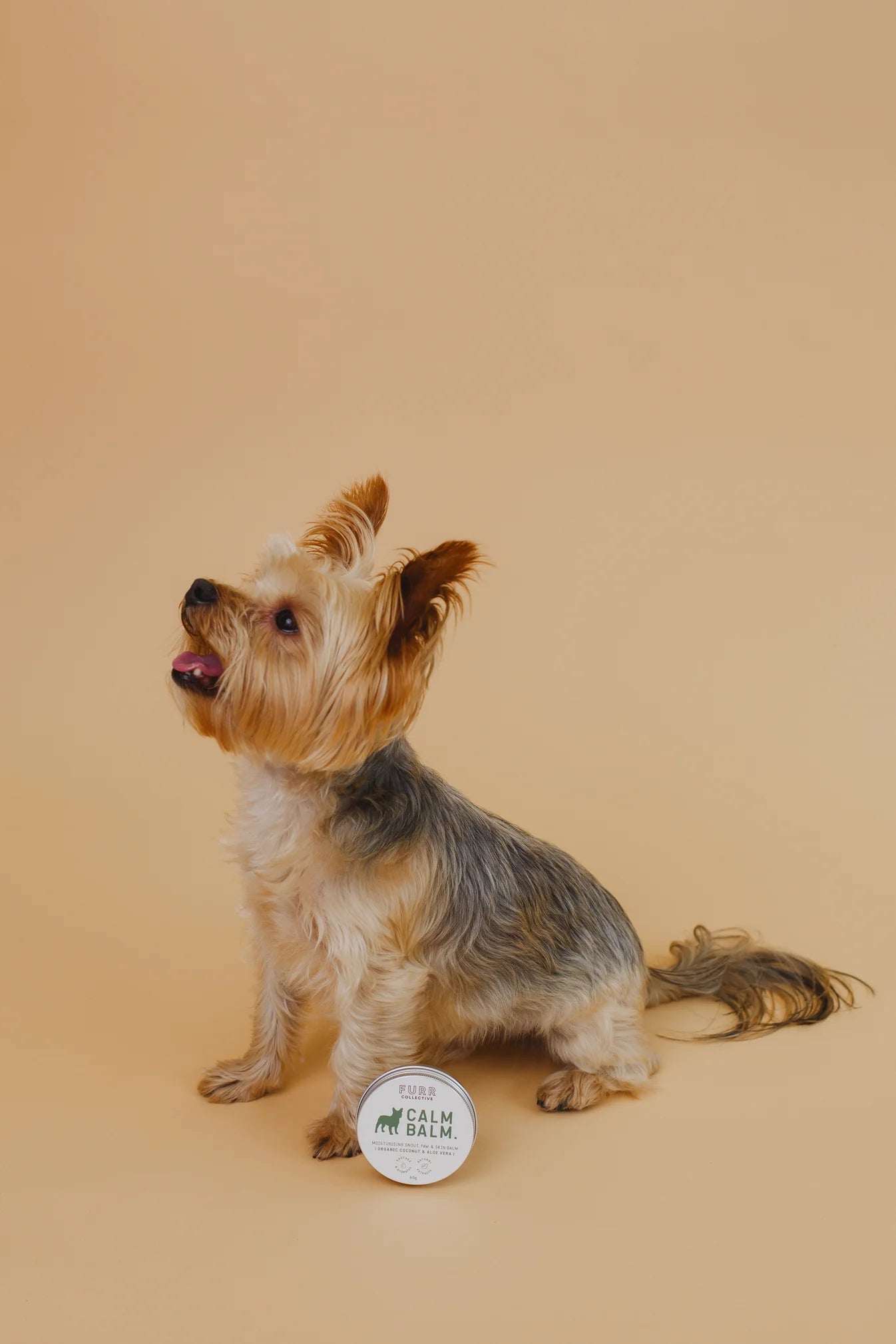 yorkie dog with balm on orange background
