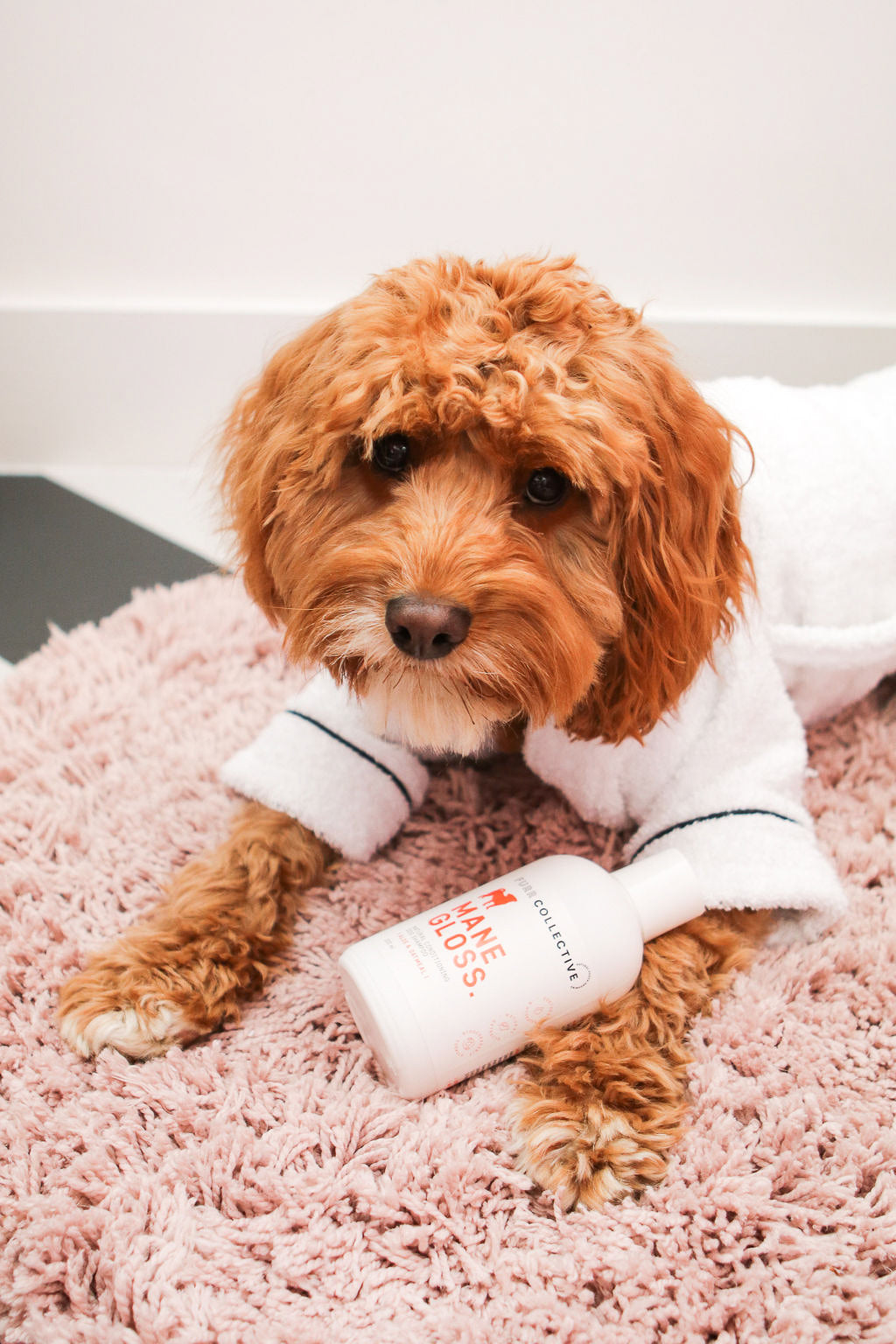 dog in robe with shampoo bottle 