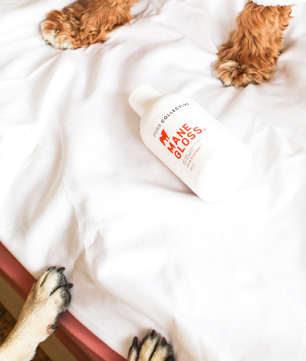 dog shampoo bottle on bed with dog paws 