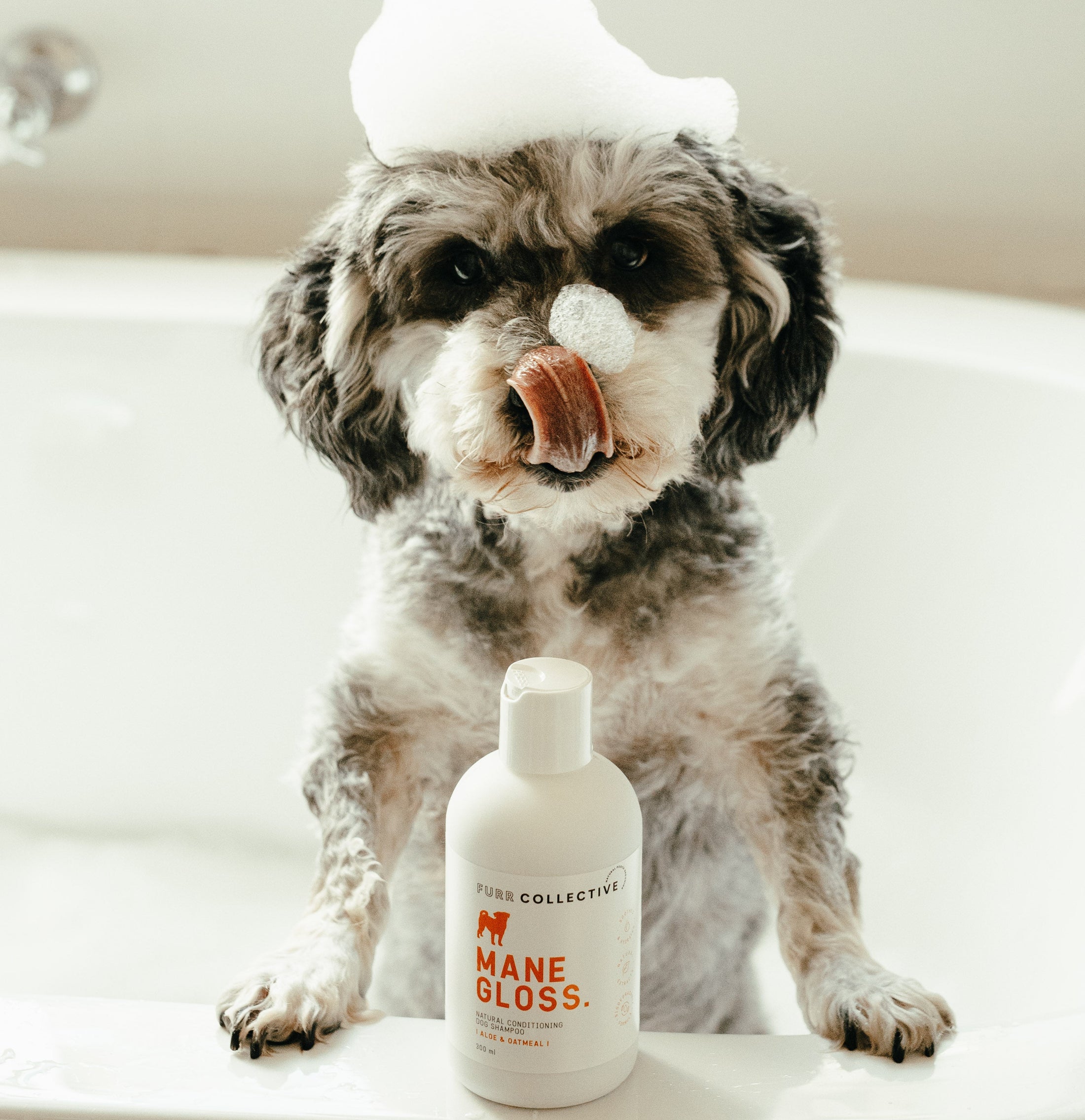 funny dog in bath with bubbles and shampoo bottle 