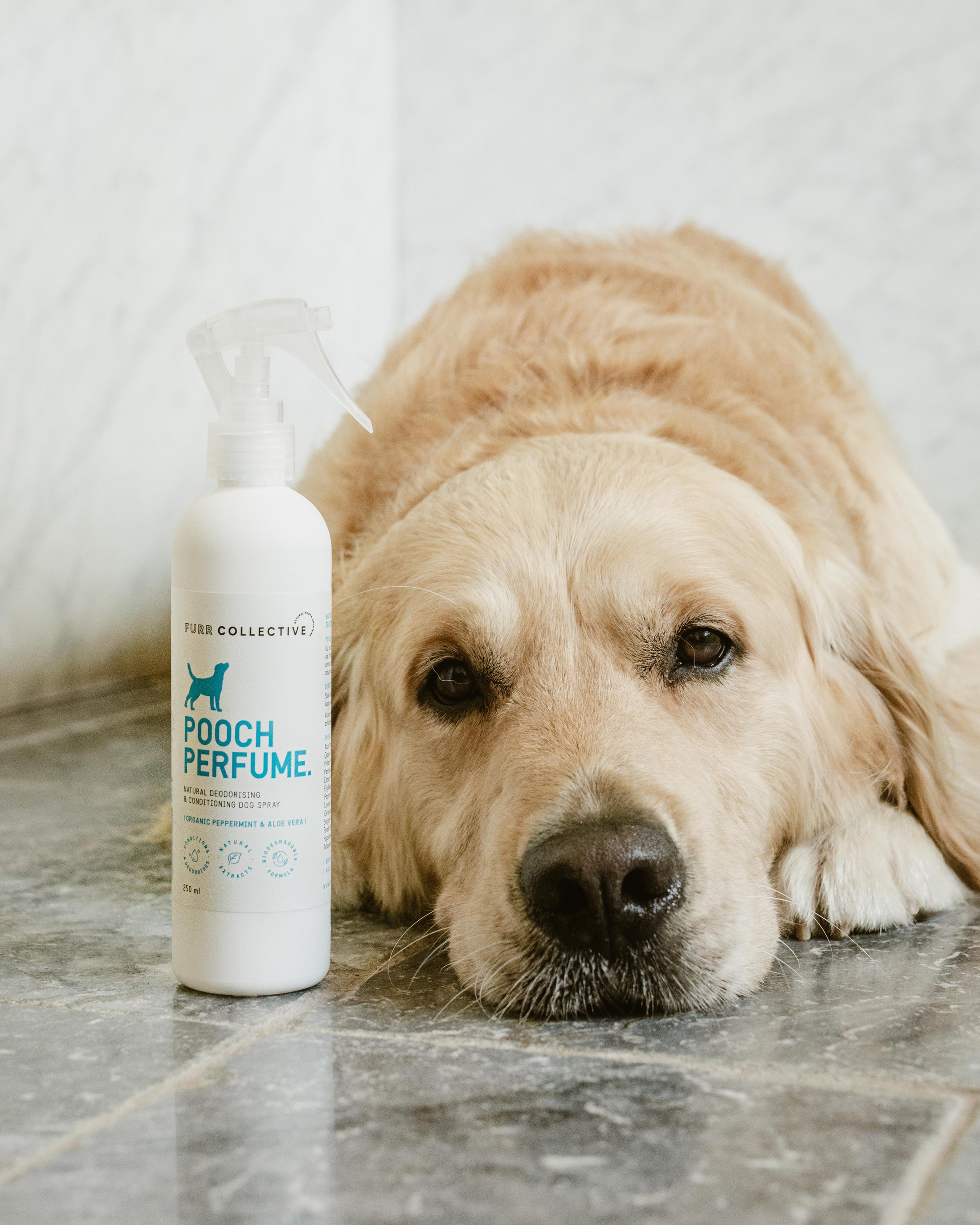 white dog perfume bottle spray bottle with golden retriever lying next to it 