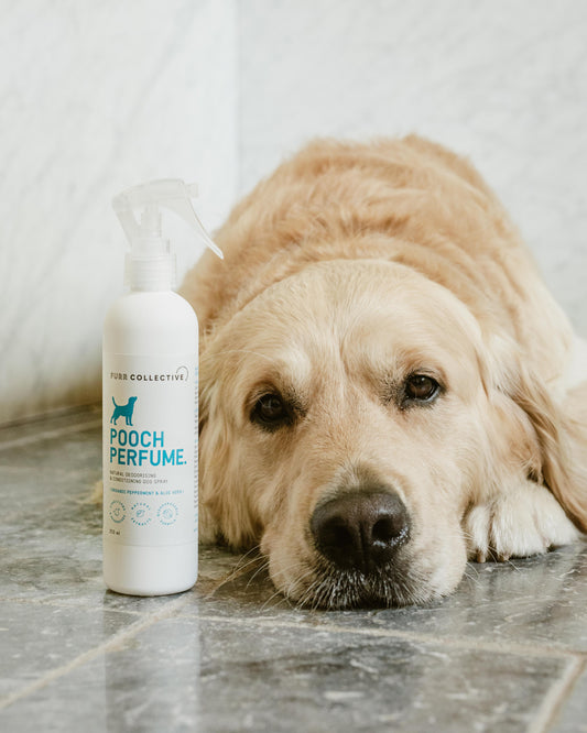 white dog perfume bottle spray bottle with golden retriever lying next to it 
