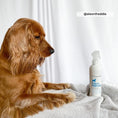 Load image into Gallery viewer, beautiful furry dog sitting on blanket with white backdrop and white perfume spray bottle with blue writing 
