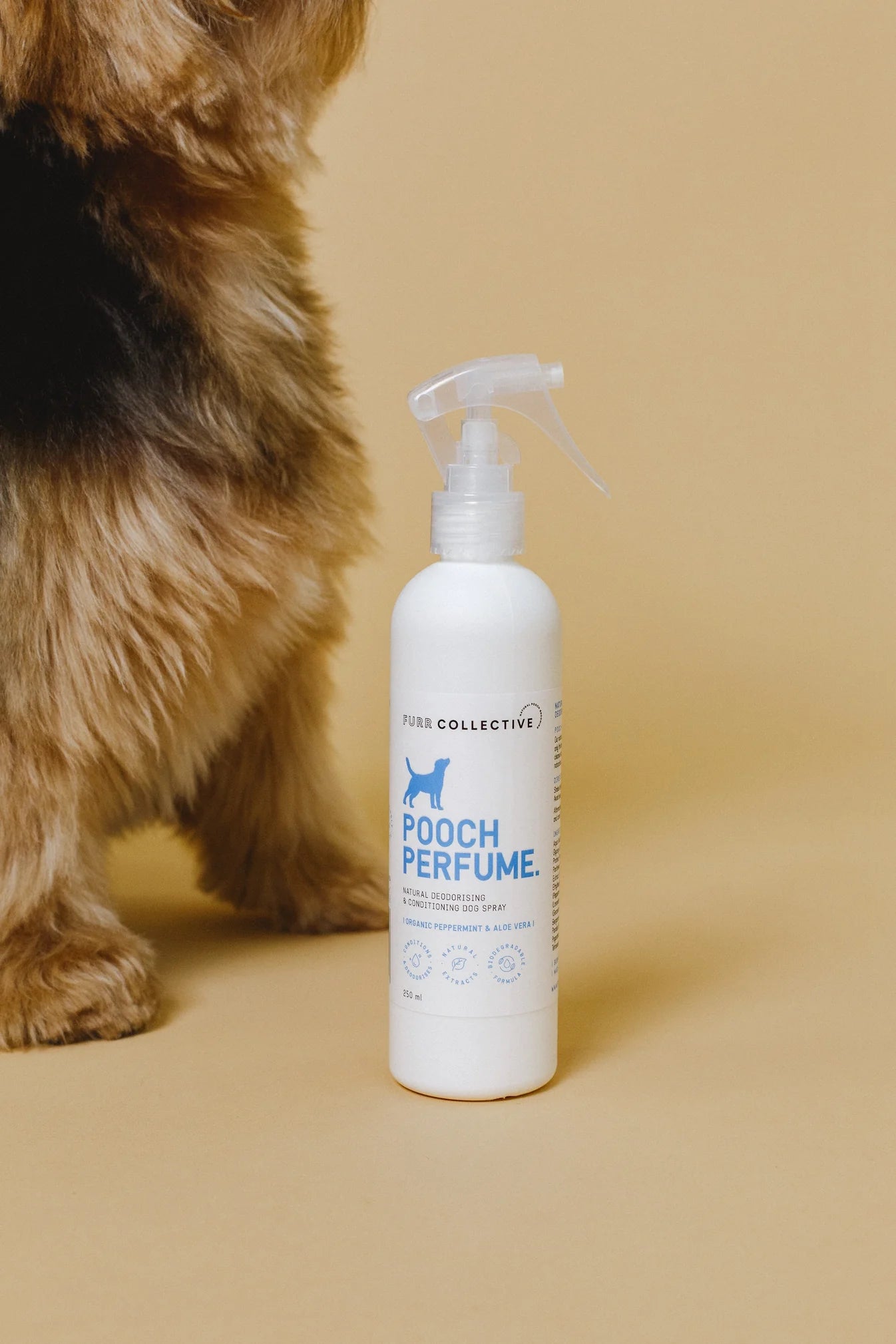 dog perfume bottle on range backdrop with a fluffy dog 