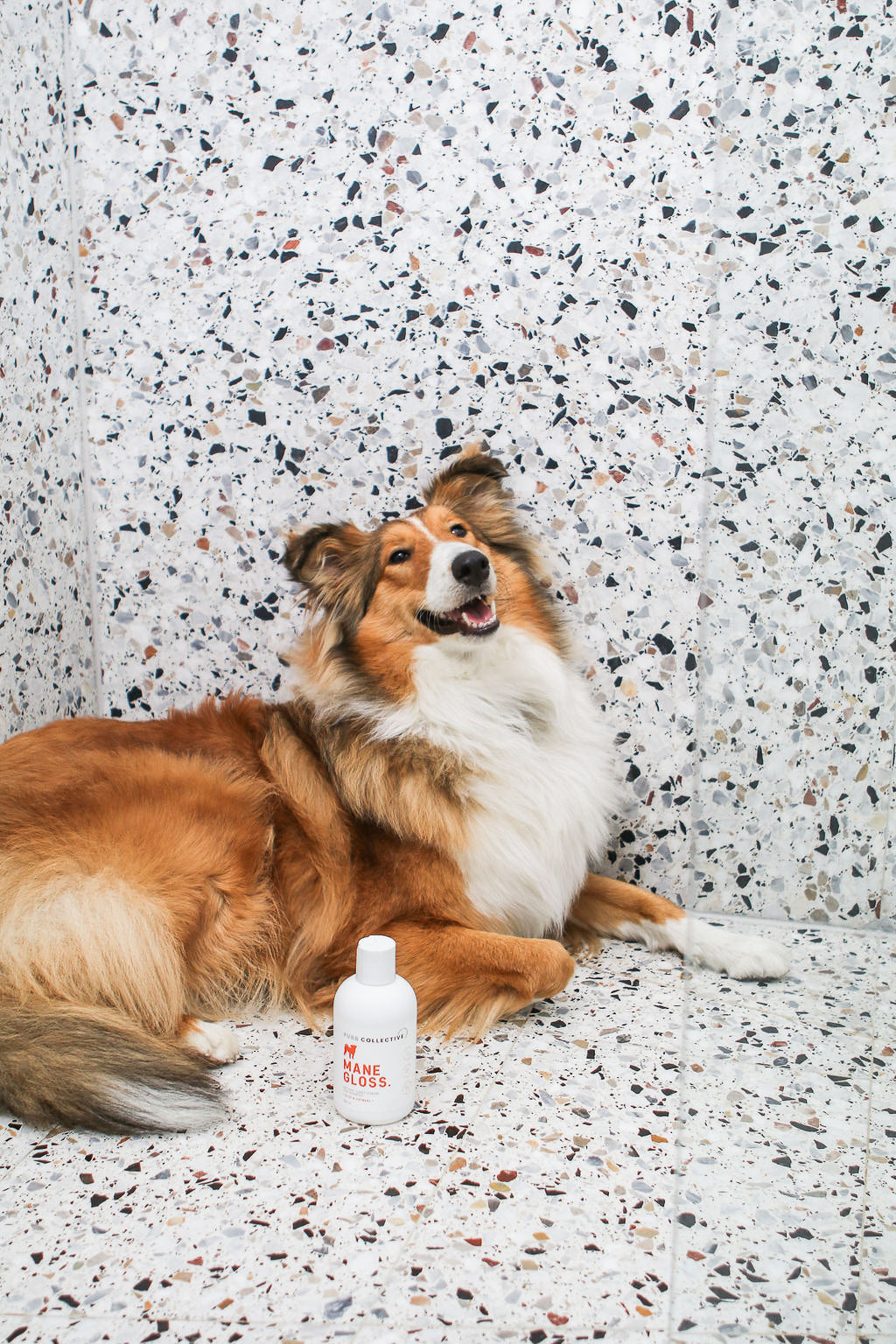 dog in shower with shampoo bottle 