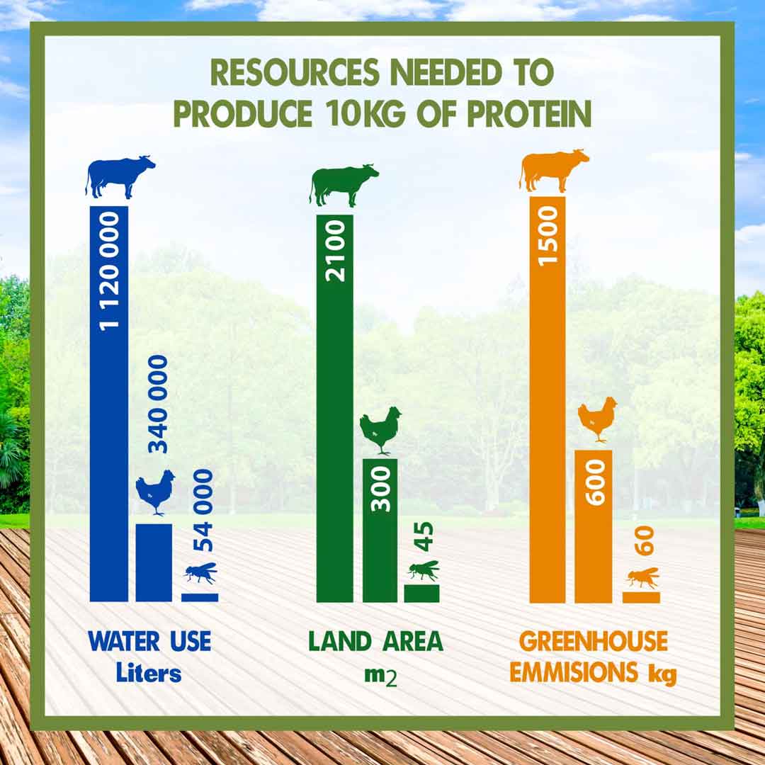 Insect Based Protein Powder