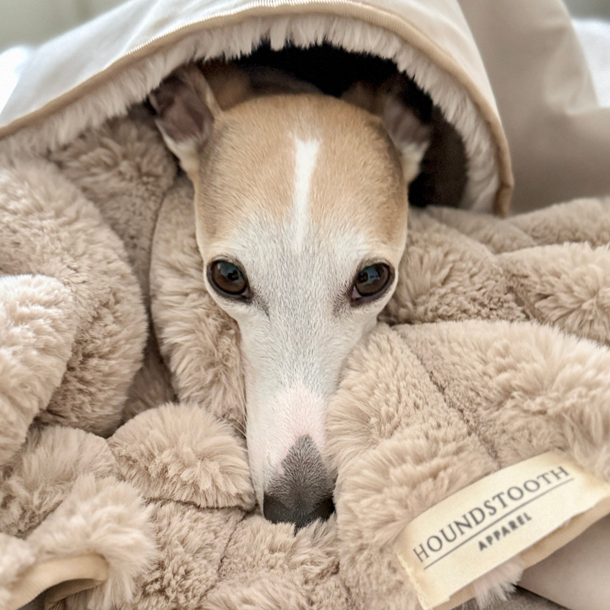 Dog peeking out from under a fluffy beige blanket with 'Houndstooth Apparel' label.