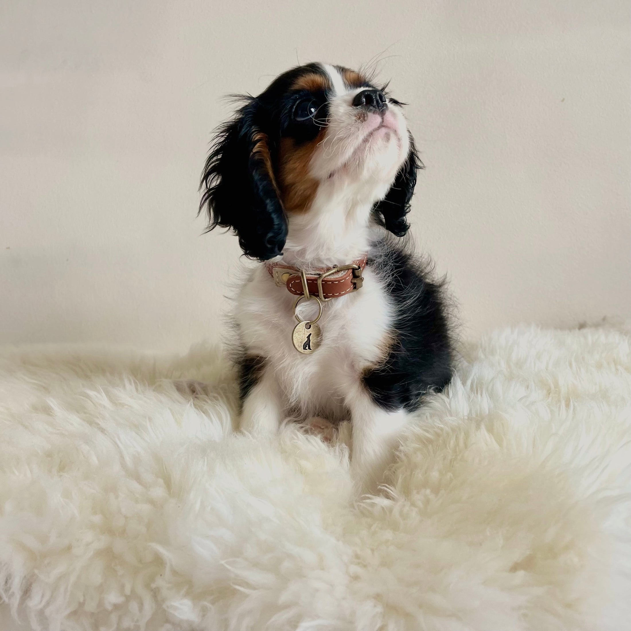 Tobacco Brown Leather Dog Collar