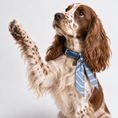 Load image into Gallery viewer, Twilly Cotton Scarf | Aztek Blue
