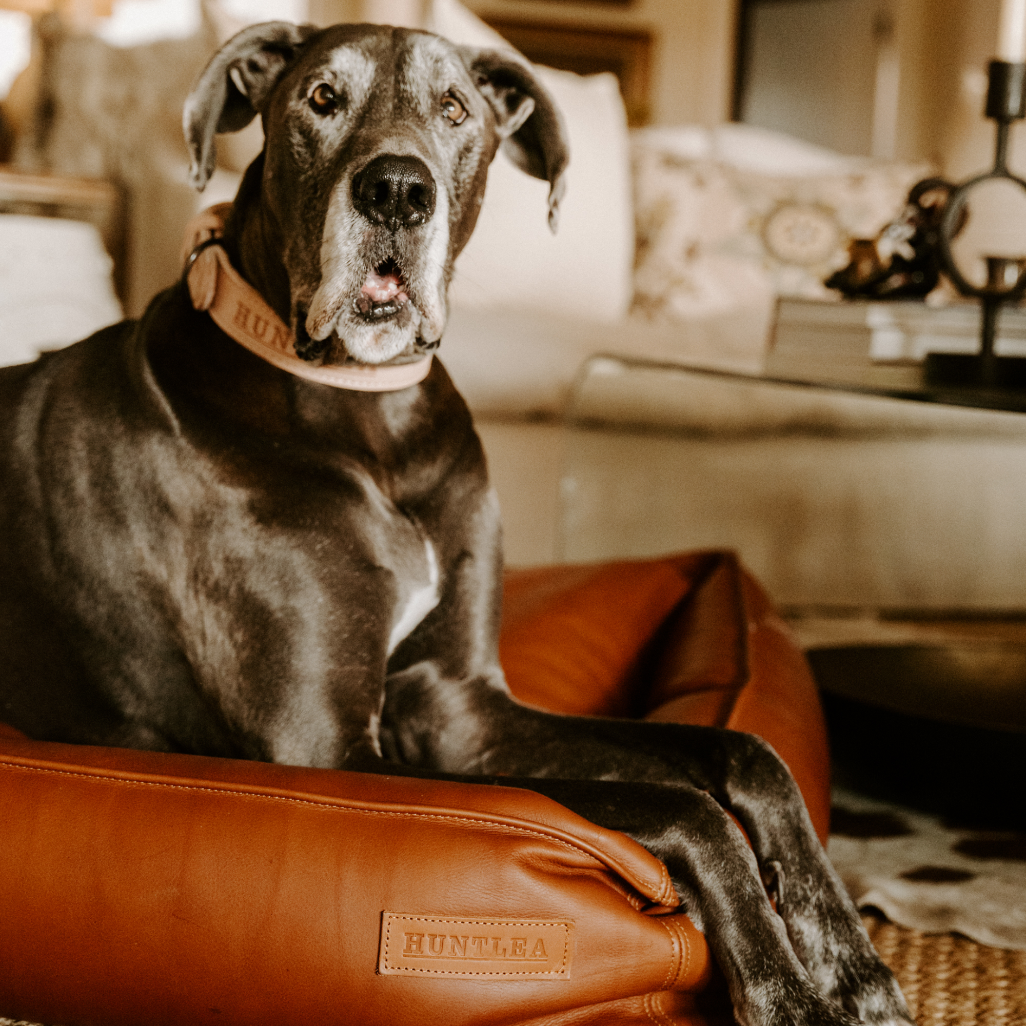 Dog sitting on a brown leather bed a cozy living room.