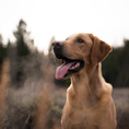 Load image into Gallery viewer, ORIJEN Original Dry Dog Food
