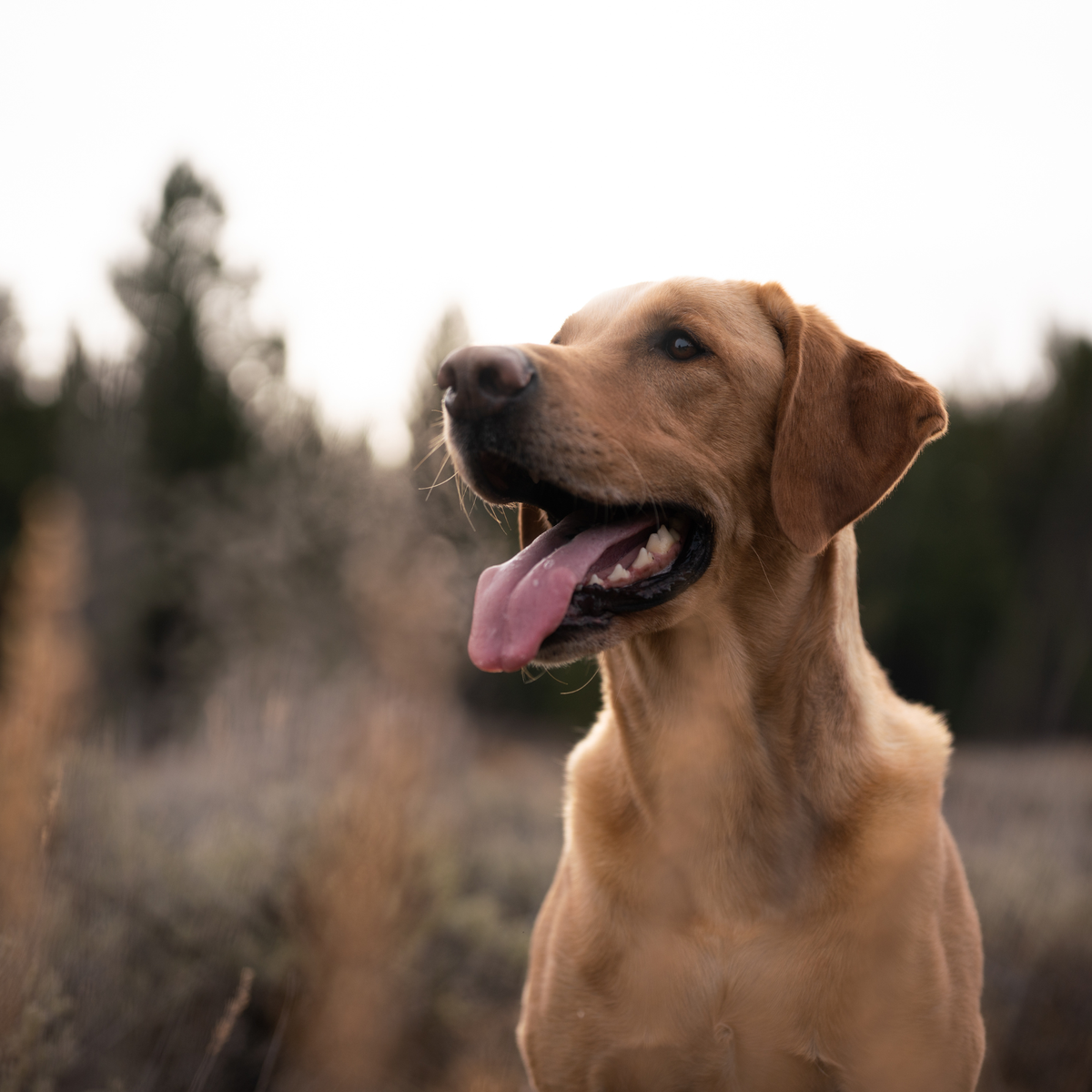 ORIJEN Original Dry Dog Food