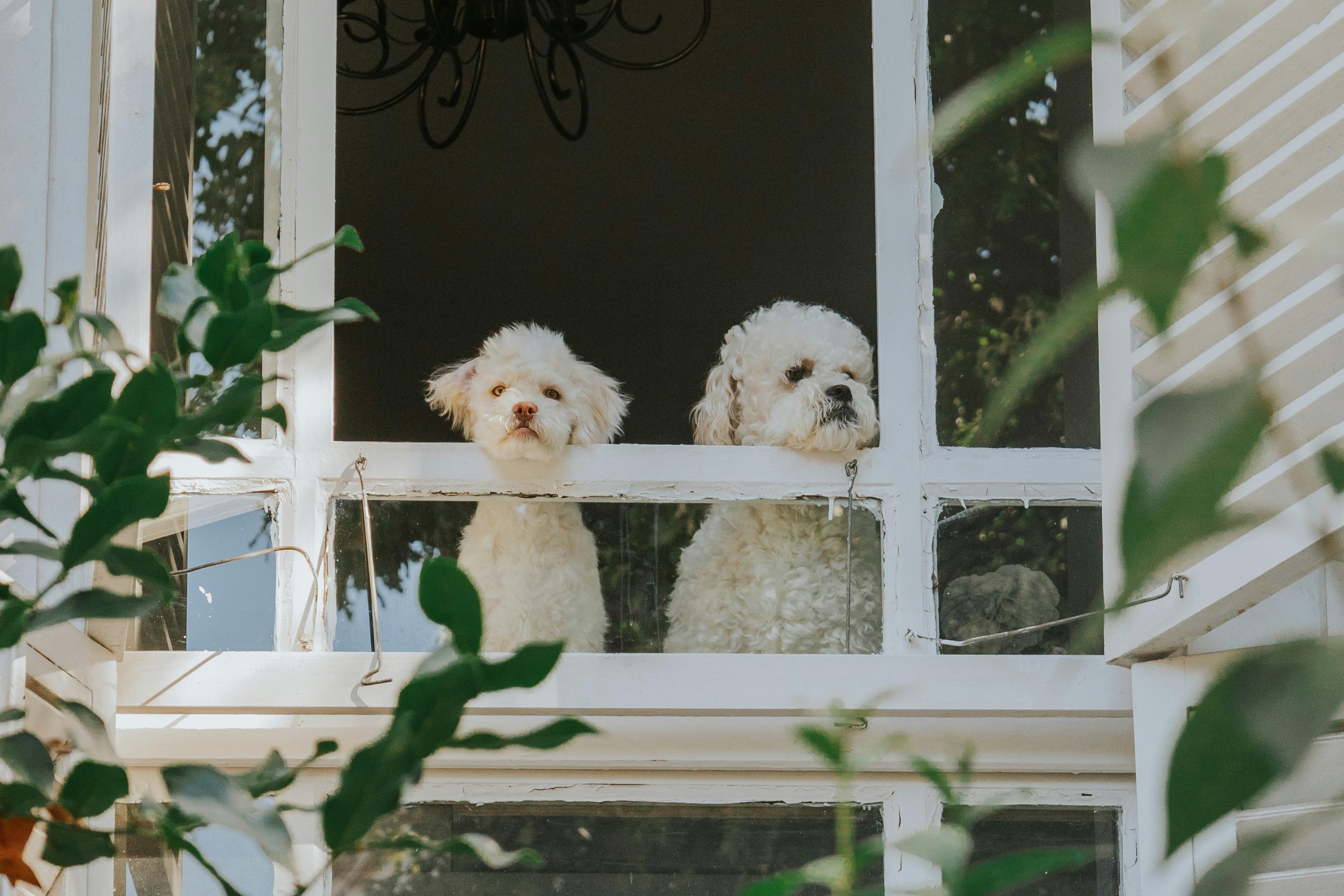 best dog brands South Africa 