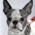 Load image into Gallery viewer, Artist hand finishing a coloured pencil portrait of a Boston Terrier by Pets by Mills
