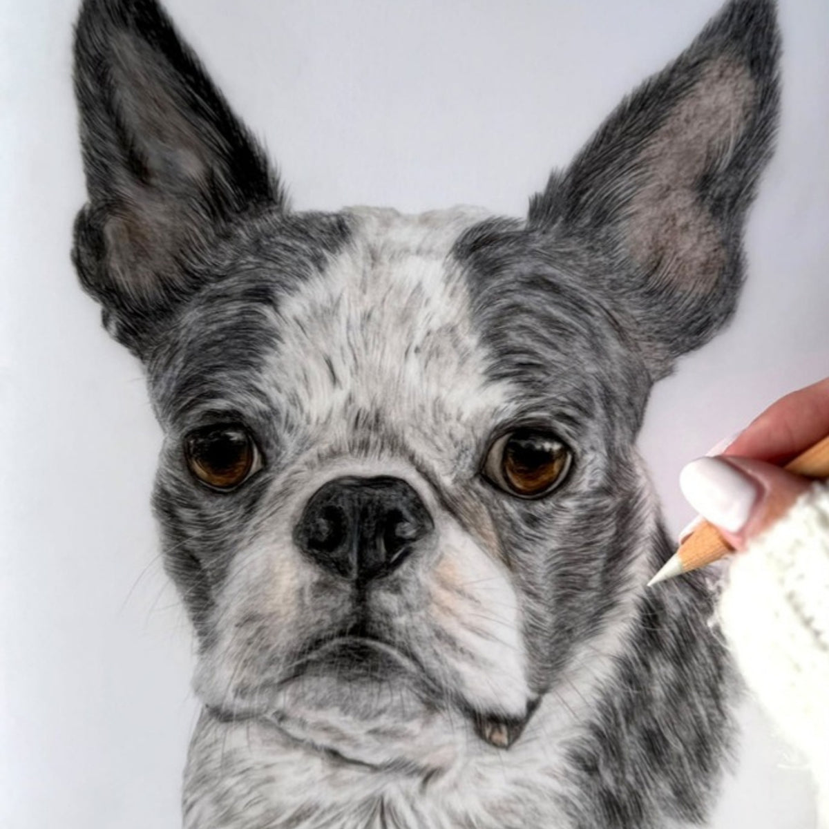 Artist hand finishing a coloured pencil portrait of a Boston Terrier by Pets by Mills