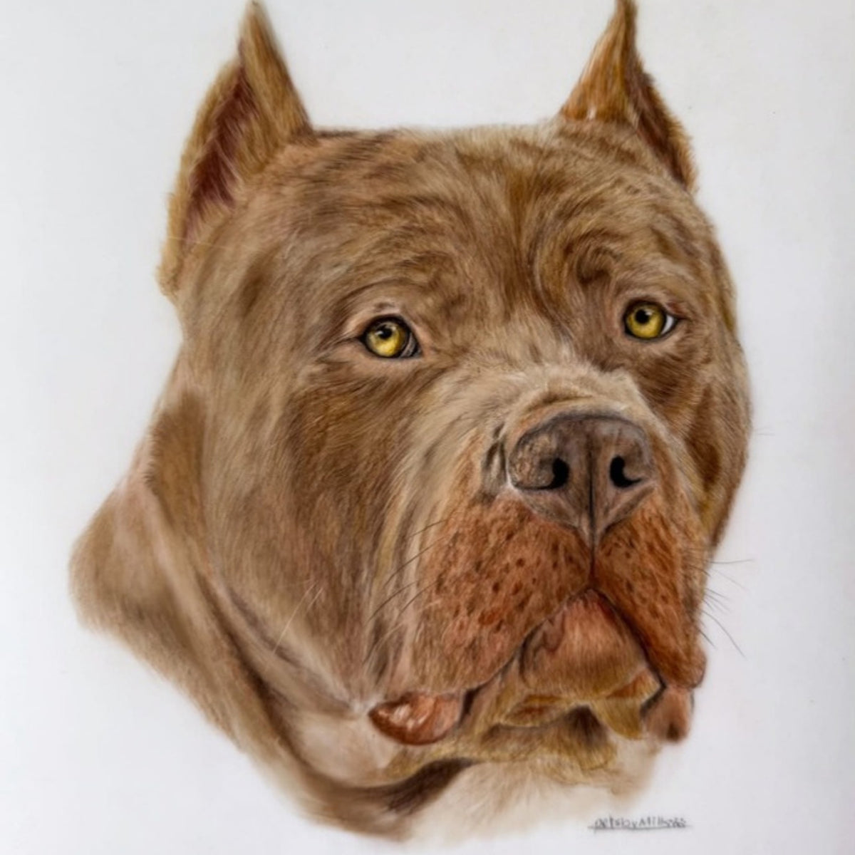 Hand drawn coloured pencil portrait of a brown Cane Corso by Pets by Mills