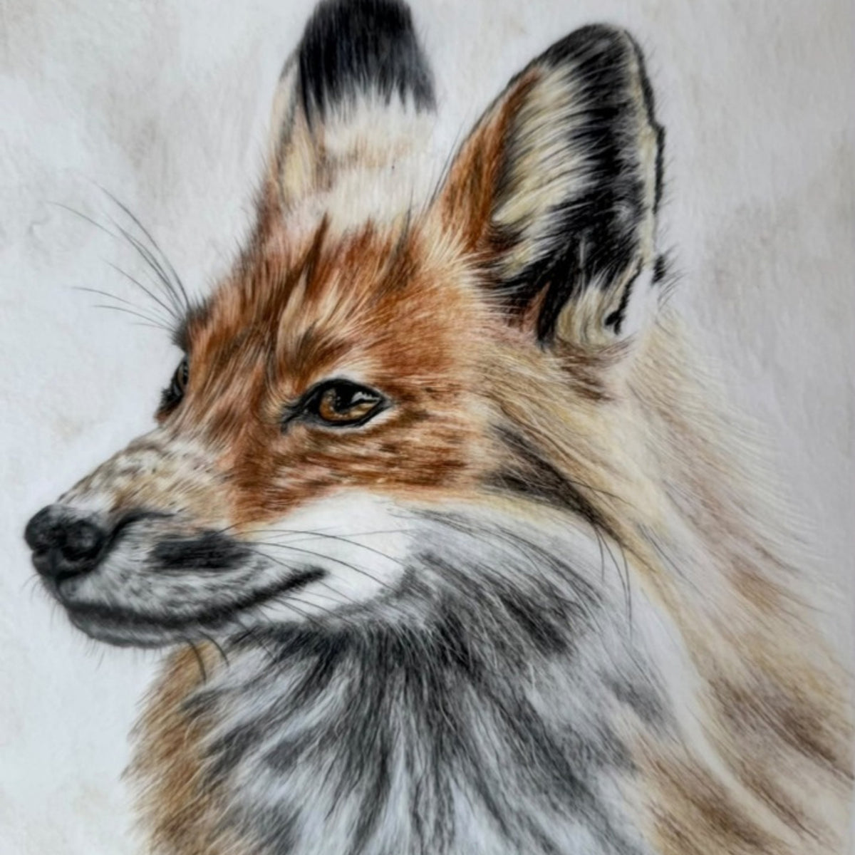 Coloured pencil portrait of a red fox in profile by Pets by Mills