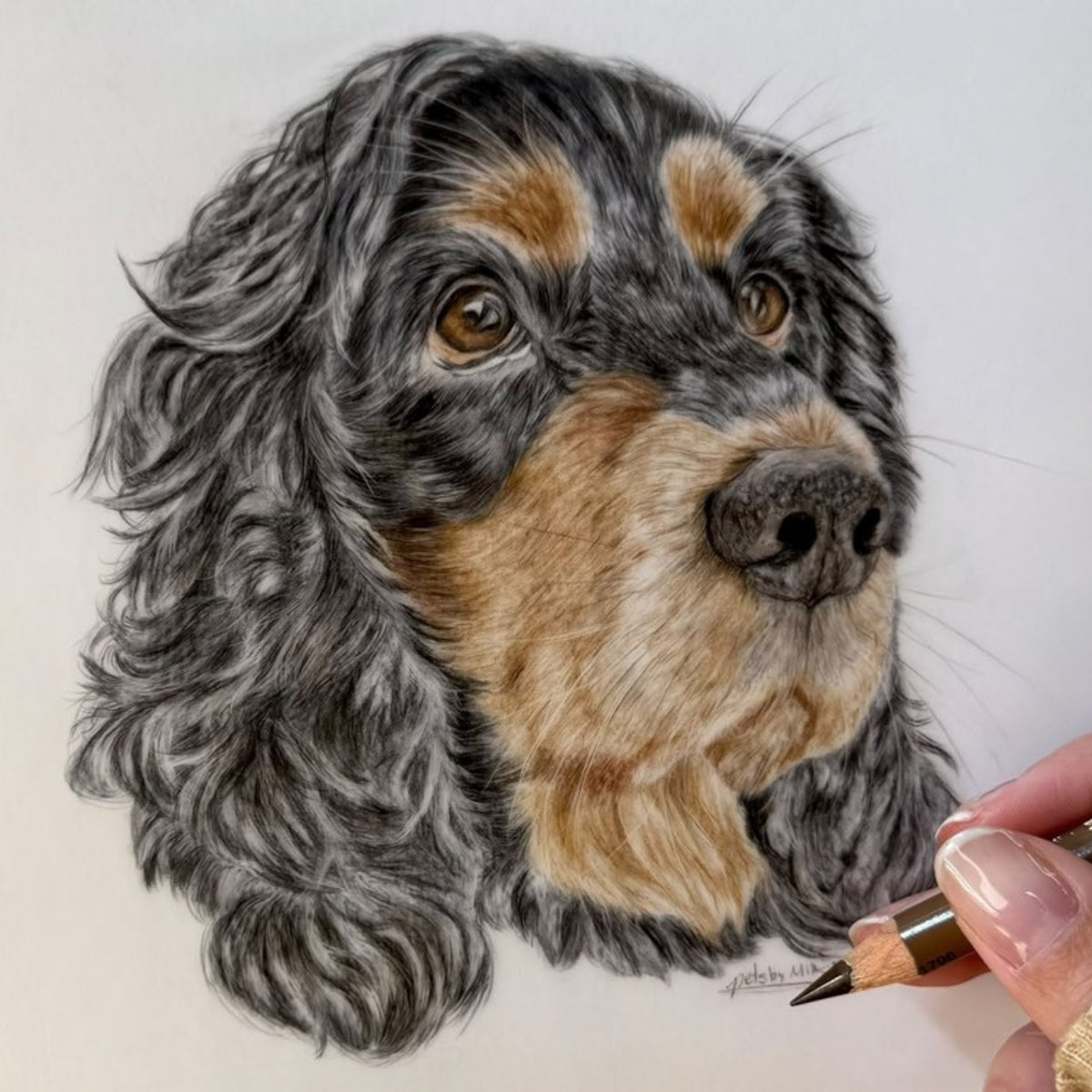 Artist drawing a coloured pencil portrait of a black and tan spaniel by Pets by Mills