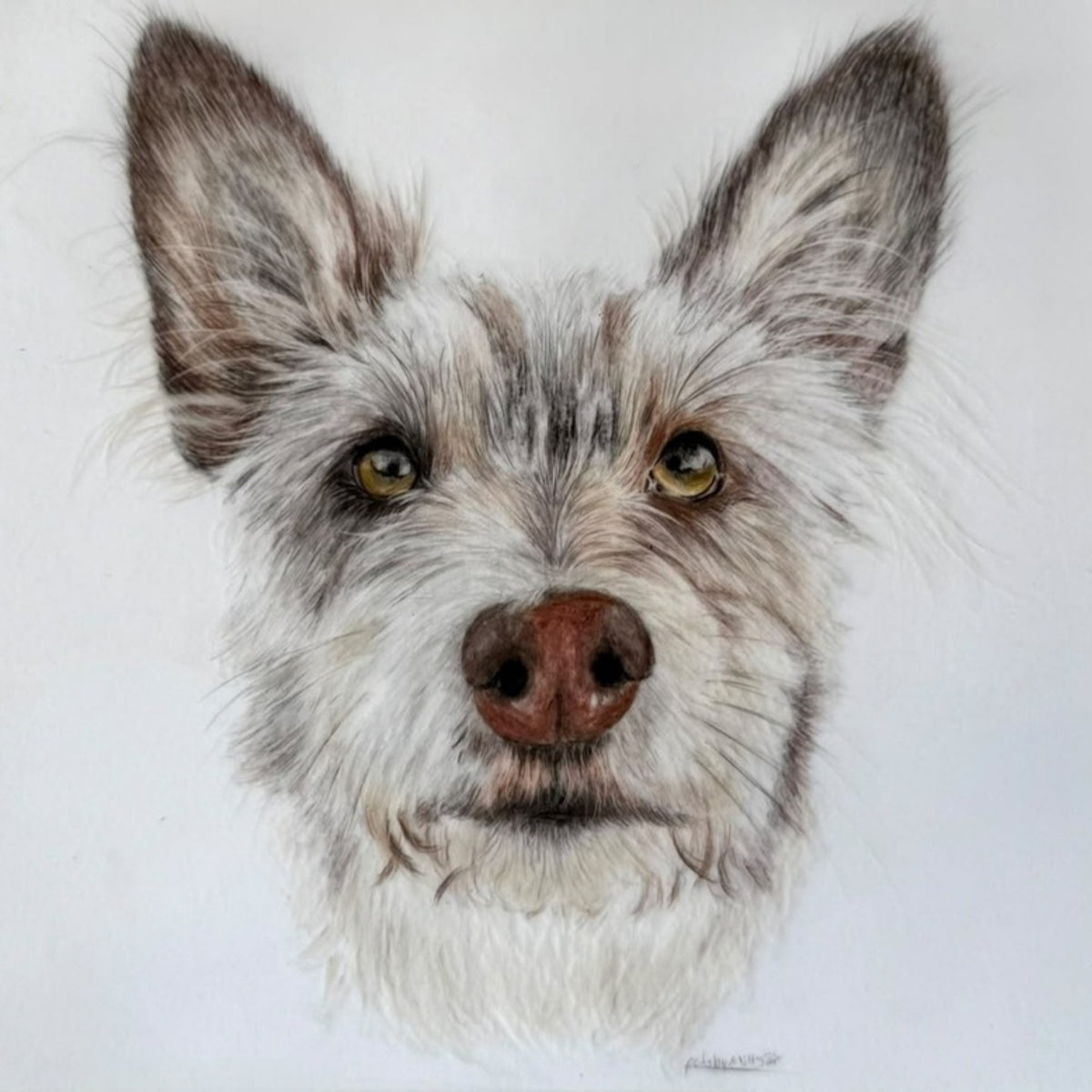 Coloured pencil portrait of a scruffy terrier mix with amber eyes by Pets by Mills