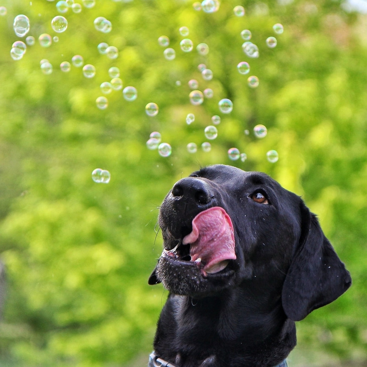 Black Labrador licking its lips while chasing bubbles in the garden