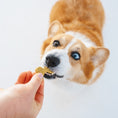 Load image into Gallery viewer, Corgi taking a Gizzls Brain Booster dog treat from a hand

